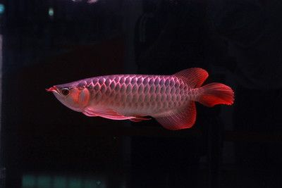 2024觀賞魚展會：2024年中國(國際漁業博覽會2024年觀賞魚展會地點 2024觀賞魚展會：2024年中國(國際漁業博覽會2024年觀賞魚展會地點 魚缸百科 第3張