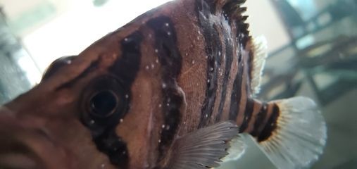 虎魚身上白斑：虎魚身上出現白斑可能是由于白點病引起的