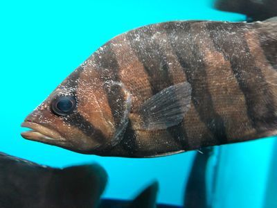 虎魚身上白斑：虎魚身上出現白斑可能是由于白點病引起的