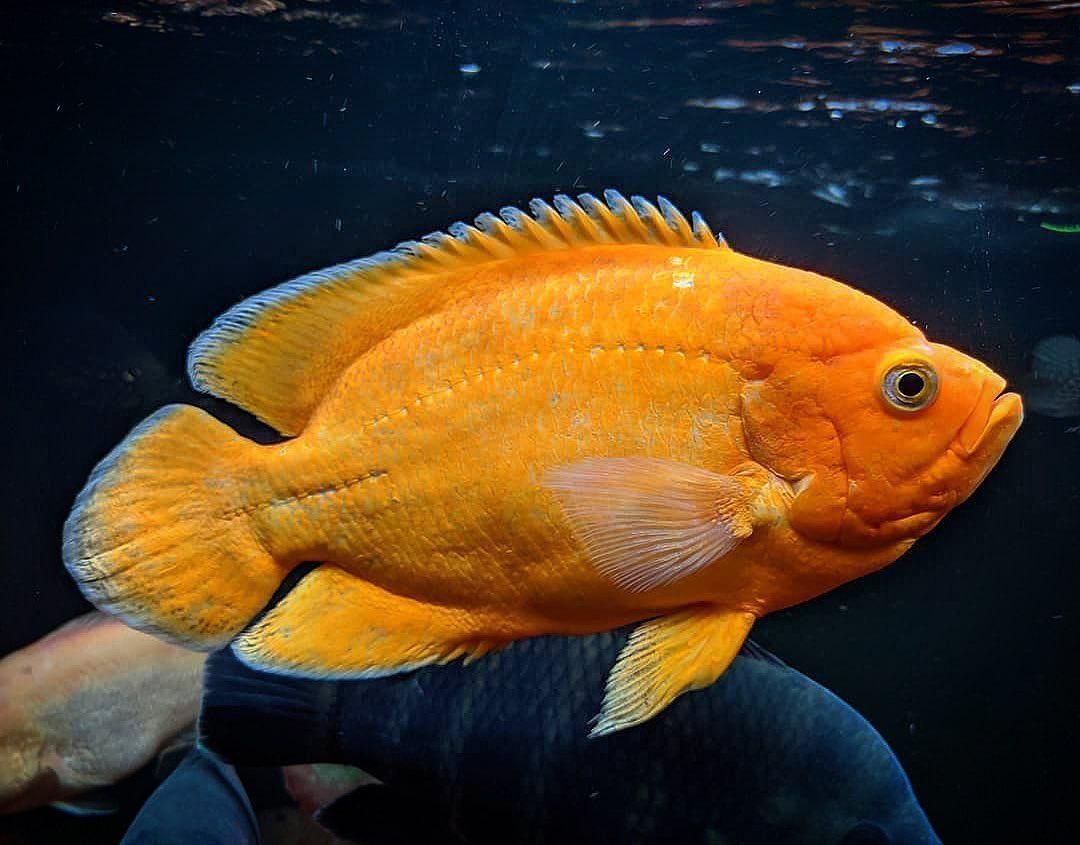 曼龍魚在水面吐泡泡，行為解析與飼養建議，曼龍魚水面吐泡泡行為解析及科學飼養指南