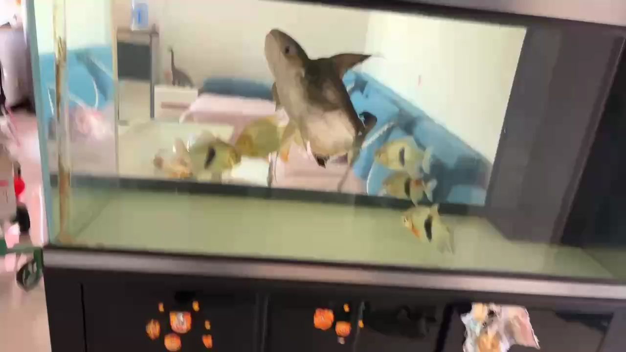 球鯊
