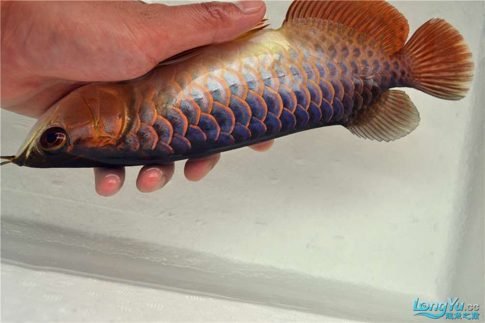 古典金龍魚長大什么樣子圖片（古典金龍魚長大什么樣子圖片大全）
