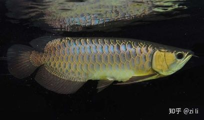 金龍魚底色深淺與價值關系：金龍魚底色深淺與其觀賞價值之間存在正相關關系