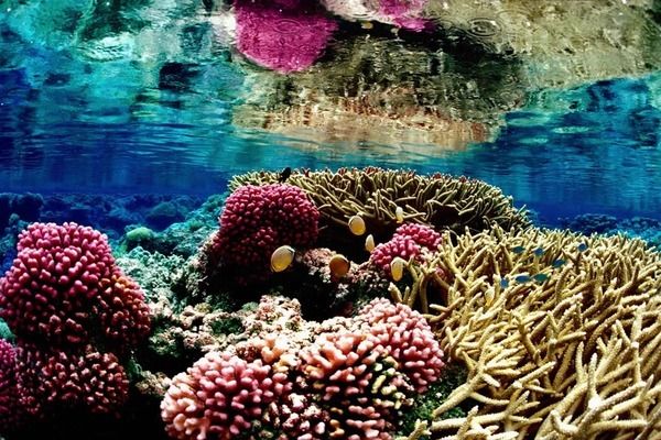 曼龍魚需要開燈嗎？光照對曼龍魚的影響及飼養建議，曼龍魚飼養指南，光照需求與開燈時長的科學建議 曼龍魚需要開燈嗎？光照對曼龍魚的影響及飼養建議，曼龍魚飼養指南，光照需求與開燈時長的科學建議 龍魚百科 第2張