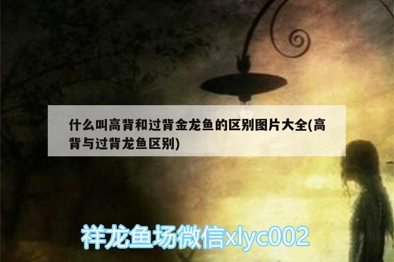 什么叫高背和過背金龍魚的區別圖片大全(高背與過背龍魚區別)