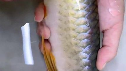 紅龍魚有寄生蟲怎么辦：紅龍魚寄生蟲預(yù)防措施