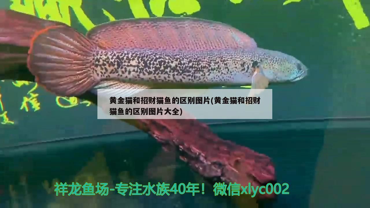 黃金貓和招財貓魚的區別圖片(黃金貓和招財貓魚的區別圖片大全)