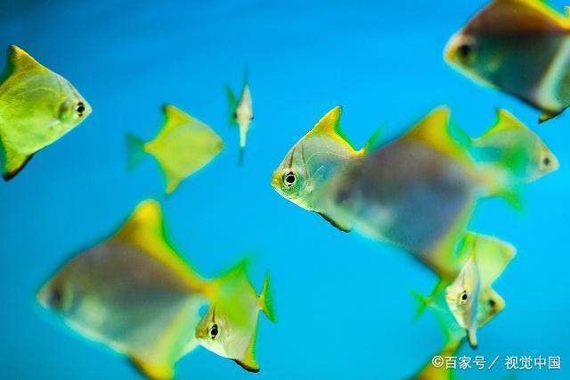 曼龍魚十大忌諱，養魚新手必知的注意事項，曼龍魚飼養十大禁忌，新手必看避坑指南 曼龍魚十大忌諱，養魚新手必知的注意事項，曼龍魚飼養十大禁忌，新手必看避坑指南 龍魚百科 第3張