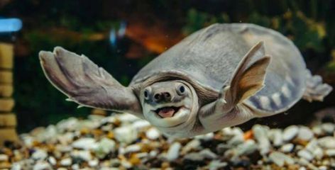 豬鼻龜認識主人嗎圖片：豬鼻龜?shù)娘曫B(yǎng)方法