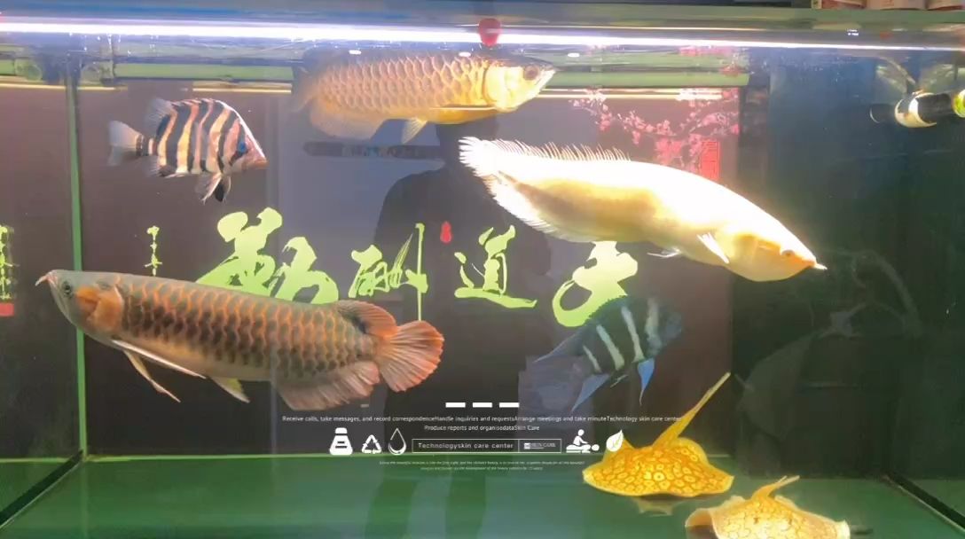 來日并不方長/當下所有/即是最好 來日并不方長/當下所有/即是最好 龍魚論壇 第1張
