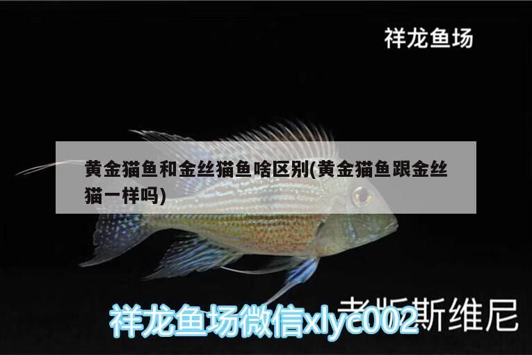 黃金貓魚和金絲貓魚啥區別(黃金貓魚跟金絲貓一樣嗎)