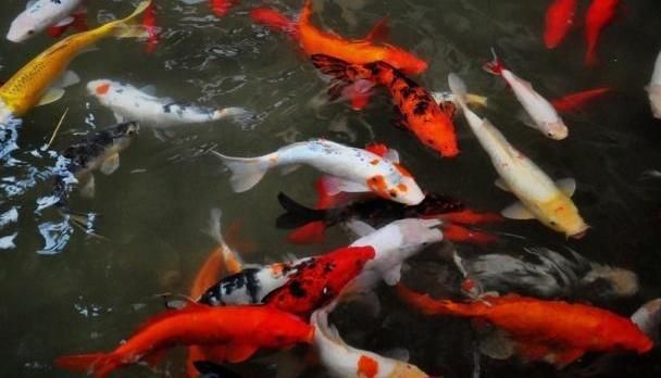 曼龍魚耐低溫嗎？深入解析曼龍魚的溫度適應能力，曼龍魚的耐低溫能力解析，適宜溫度與生存極限