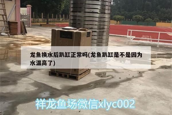 龍魚內寄會趴缸嗎vs祥龍魚場：祥龍魚場評價如何龍魚內寄癥狀識別祥龍魚場評價如何 龍魚內寄會趴缸嗎vs祥龍魚場：祥龍魚場評價如何龍魚內寄癥狀識別祥龍魚場評價如何 vs祥龍魚場 第3張