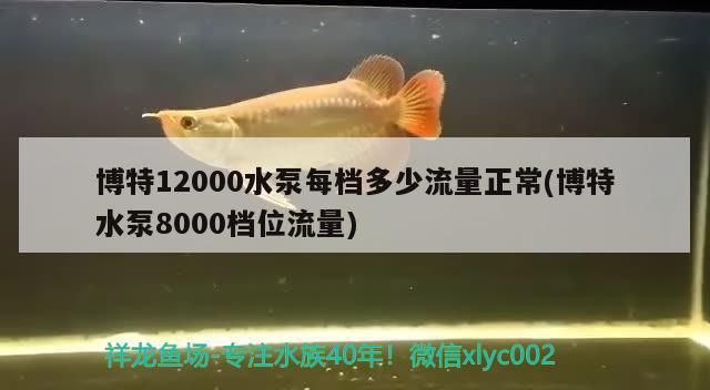 博特12000水泵每檔多少流量正常(博特水泵8000檔位流量)