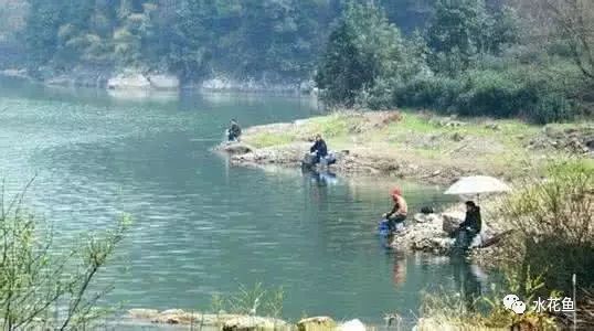 曼龍魚攻擊性強嗎？全面解析曼龍魚的習性與混養建議，曼龍魚攻擊性強嗎？習性與混養全解析
