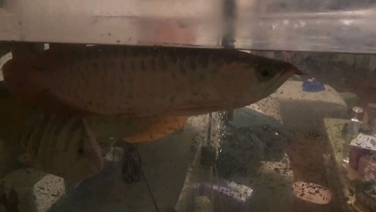鸚鵡魚和銀龍魚混養怎樣喂食 有點緊張?? 龍魚論壇 有點緊張?? 有點緊張?? 龍魚論壇