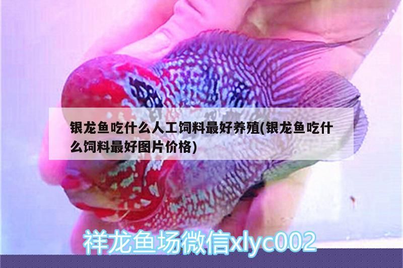 銀龍魚苗 銀龍魚吃什么人工飼料最好養(yǎng)殖(銀龍魚吃什么飼料最好圖片價格) 銀龍魚百科 銀龍魚吃什么人工飼料最好養(yǎng)殖(銀龍魚吃什么飼料最好圖片價格) 銀龍魚吃什么人工飼料最好養(yǎng)殖(銀龍魚吃什么飼料最好圖片價格) 銀龍魚百科