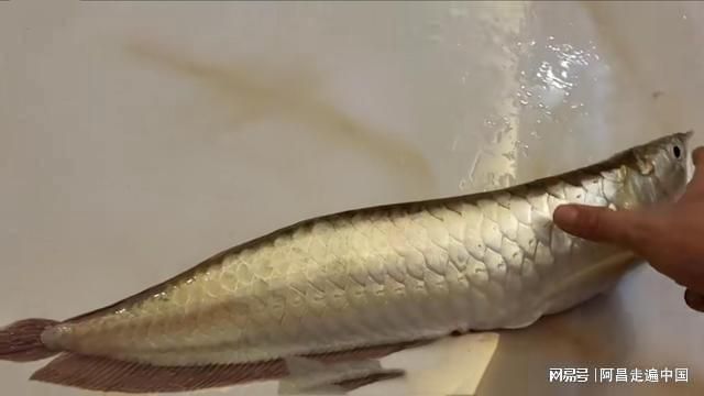 曼龍魚與大型金魚，免換水飼養(yǎng)的終極指南，輕松打造低維護(hù)水族箱，曼龍魚與大型金魚免換水飼養(yǎng)終極指南，輕松打造低維護(hù)水族箱