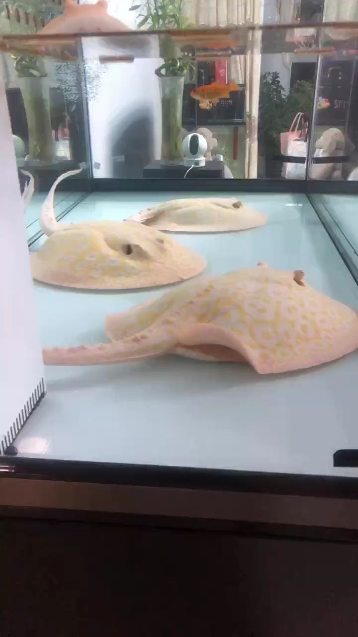 擦洗魚缸 擦洗魚缸 龍魚論壇
