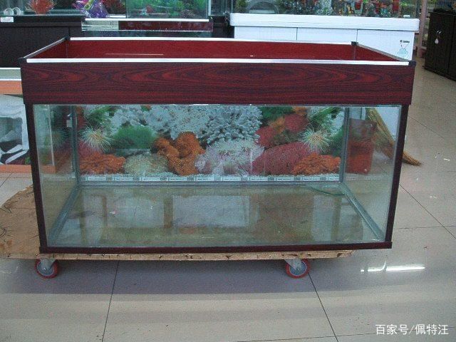 80厘米魚缸用多厚玻璃膠：制作一個80厘米魚缸時玻璃厚度的選擇是非常重要的