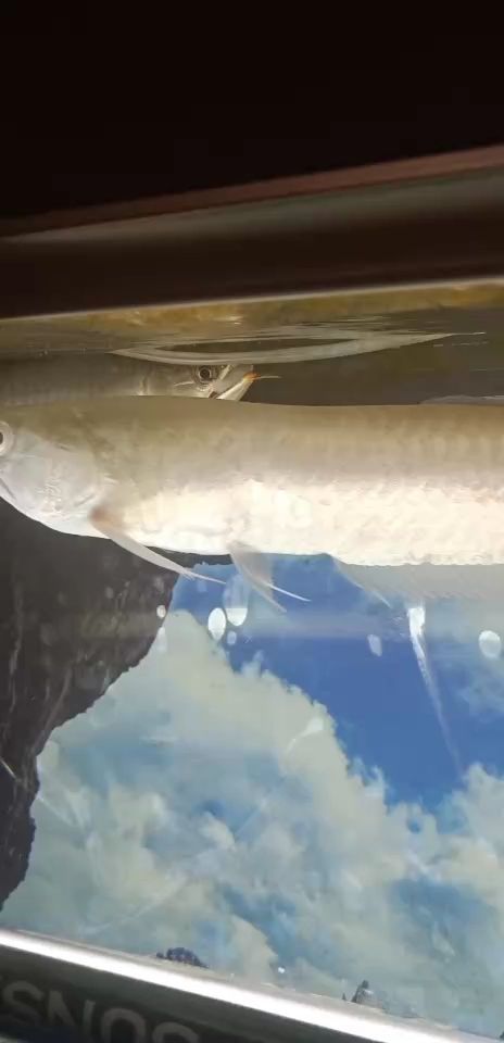 濟(jì)寧水族館大口吃肉印尼血紅龍