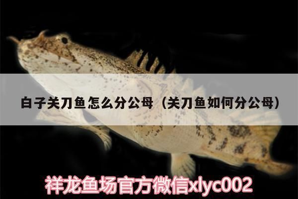曼龍音響官網旗艦店，高品質音響設備的首選平臺，曼龍音響官網旗艦店，高品質音響設備首選平臺
