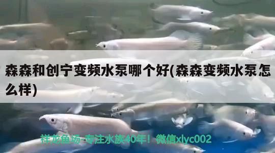 森森和創寧變頻水泵哪個好(森森變頻水泵怎么樣)