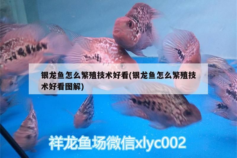 銀龍魚怎么繁殖技術好看(銀龍魚怎么繁殖技術好看圖解) 銀龍魚怎么繁殖技術好看(銀龍魚怎么繁殖技術好看圖解) 銀龍魚百科