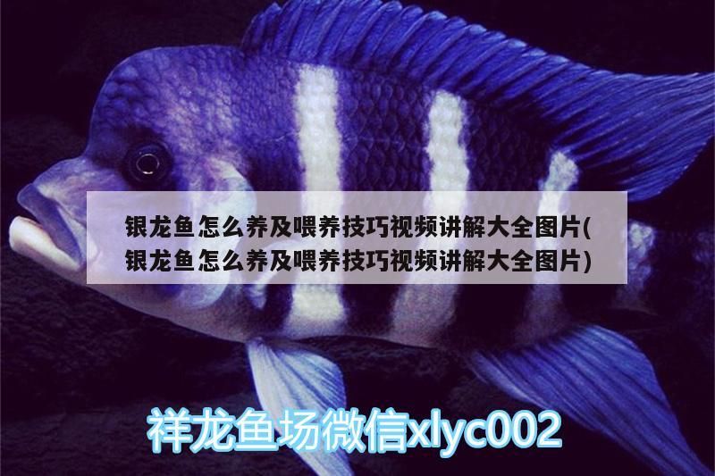 銀龍魚怎么養及喂養技巧視頻講解大全圖片(銀龍魚怎么養及喂養技巧視頻講解大全圖片)