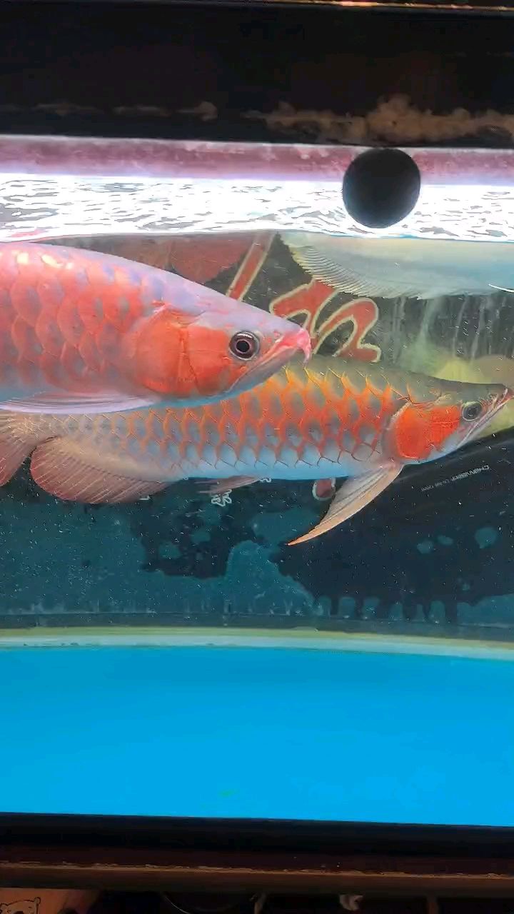 魚缸用增氧泵價格是多少:魚缸增氧機-xtrac增氧機-xtrac增氧機 既然不打架。。。。。 龍魚論壇 既然不打架。。。。。 既然不打架。。。。。 龍魚論壇