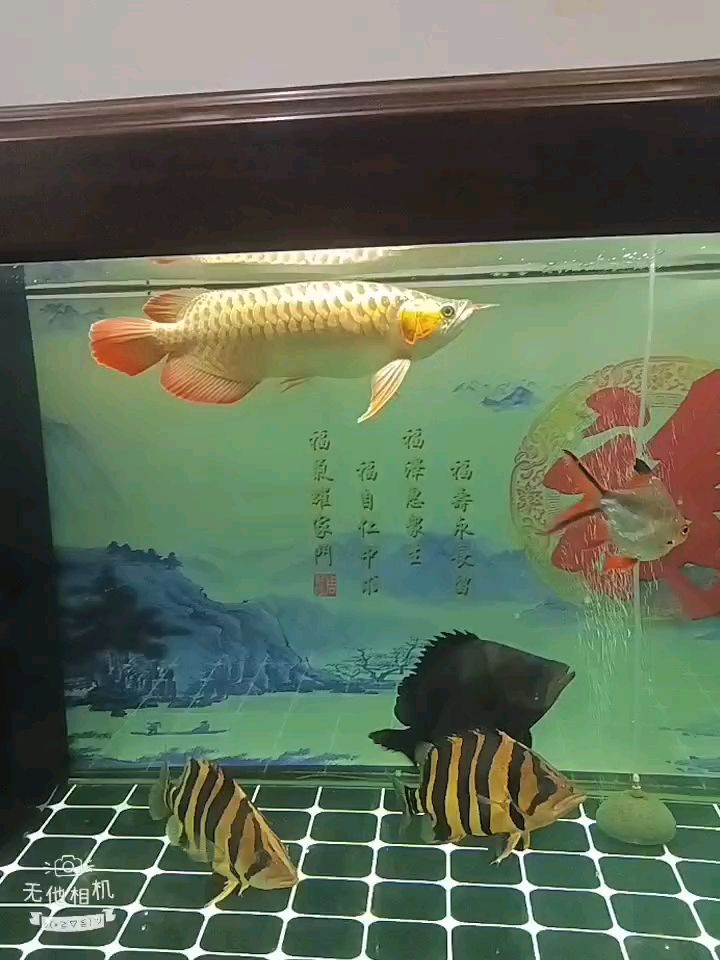 慢慢長大 慢慢長大 龍魚論壇