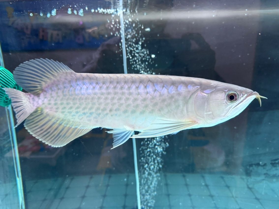 麻煩幫忙看下這條是什么品種的龍魚 龍魚論壇 第1張 麻煩幫忙看下這條是什么品種的龍魚 麻煩幫忙看下這條是什么品種的龍魚 龍魚論壇 第1張