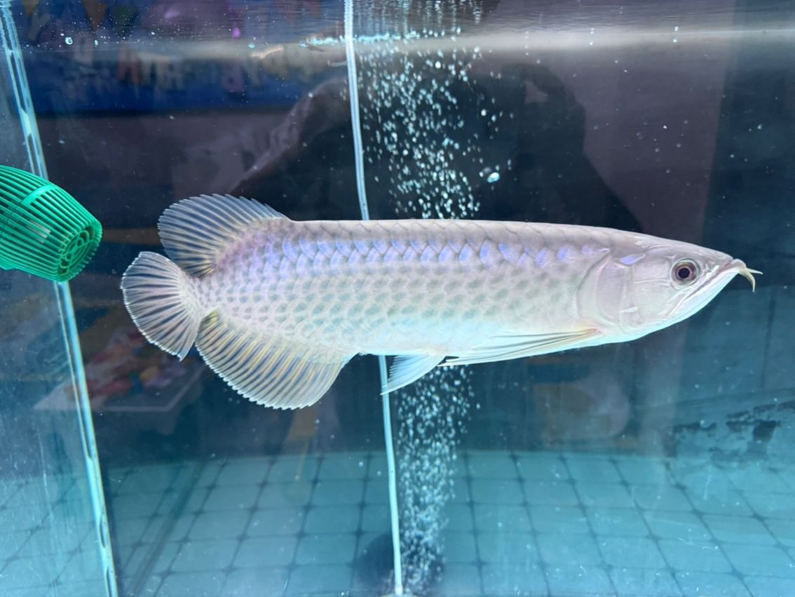 麻煩幫忙看下這條是什么品種的龍魚 龍魚論壇 第2張 麻煩幫忙看下這條是什么品種的龍魚 麻煩幫忙看下這條是什么品種的龍魚 龍魚論壇 第2張