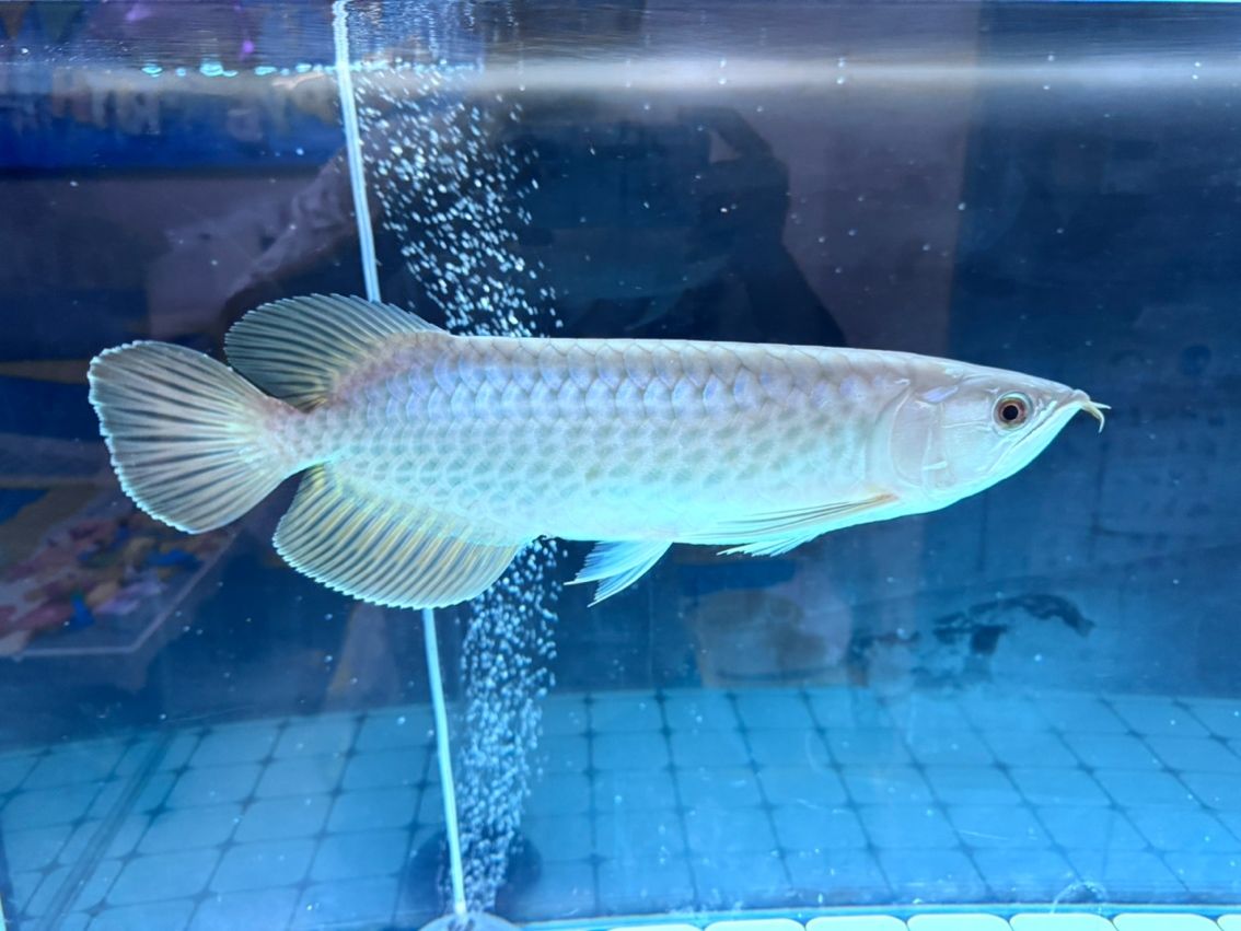 麻煩幫忙看下這條是什么品種的龍魚 龍魚論壇 第3張 麻煩幫忙看下這條是什么品種的龍魚 麻煩幫忙看下這條是什么品種的龍魚 龍魚論壇 第3張