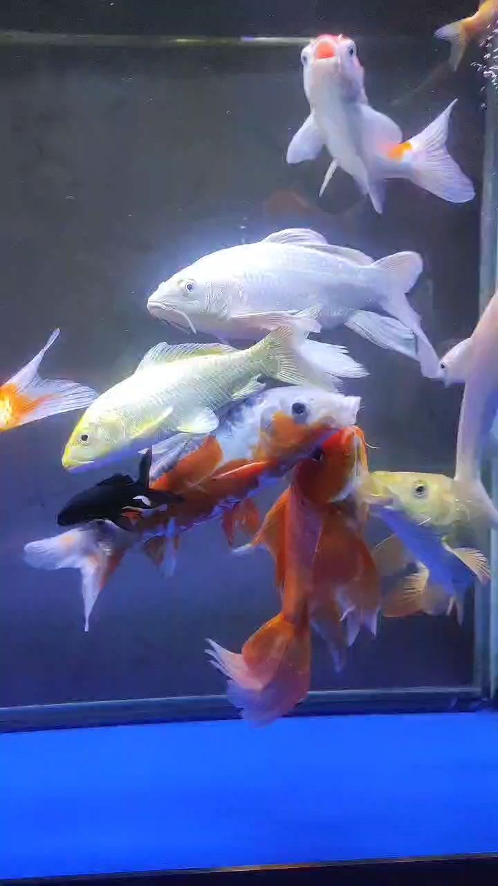 魚缸用增氧泵價格是多少:魚缸增氧機-xtrac增氧機-xtrac增氧機 20塊錢買的大白魚怎么樣 龍魚論壇 20塊錢買的大白魚怎么樣 20塊錢買的大白魚怎么樣 龍魚論壇