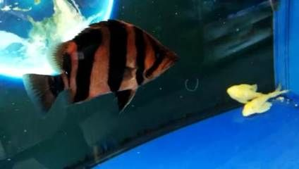 虎魚起暗沙和暗紋：虎魚為什么會起暗沙和暗紋？
