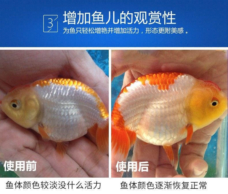 過背金龍魚怎么養才增色：如何挑選高品質過背金龍魚