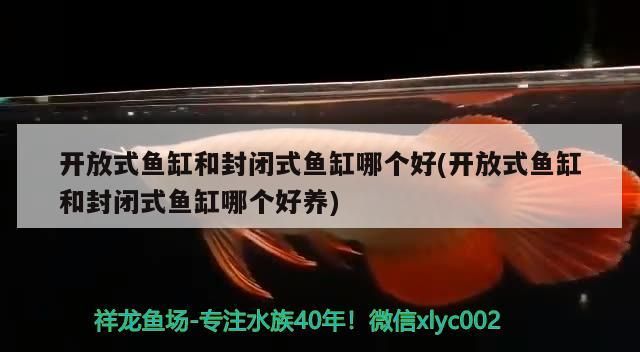 開放式魚缸和封閉式魚缸哪個好(開放式魚缸和封閉式魚缸哪個好養)