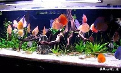 買了五條魚死了一條，關于生命、無常與養魚哲思的隨筆，五魚之逝，生命無常與缸中哲思