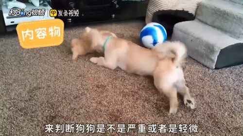 馬口魚苗批發，優質魚苗選購指南與養殖技巧，馬口魚苗批發，優質選購與高效養殖技巧指南