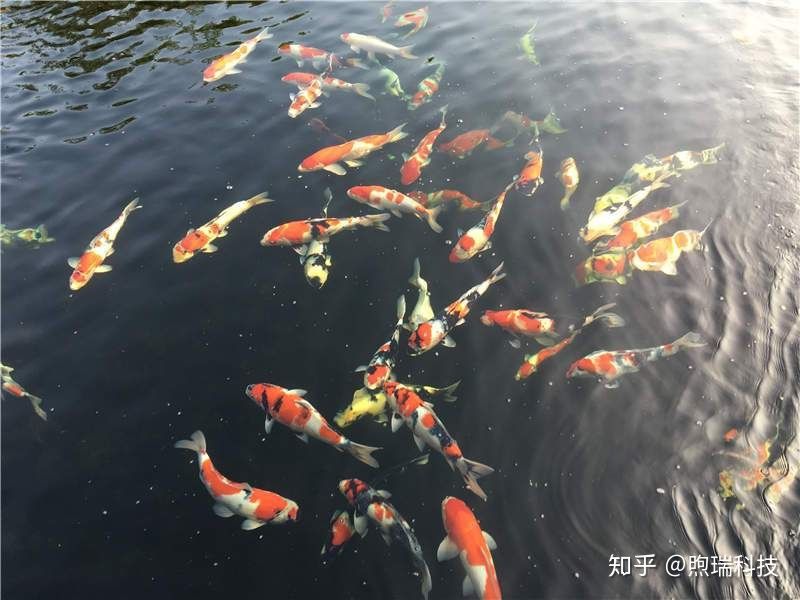 馬口魚吃什么食物為主？全面解析馬口魚的食性及攝食習慣，馬口魚以什么為食？食性與攝食習慣全解析