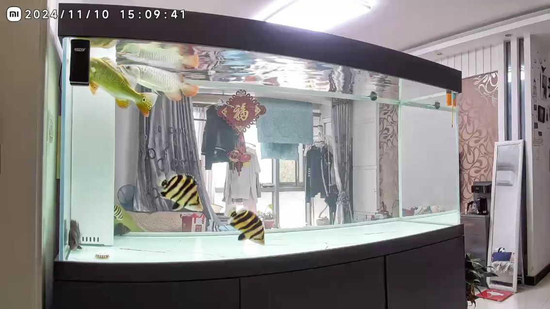 長明的虎魚真好看