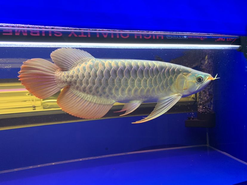 汕尾水族館2020重點培養對象
