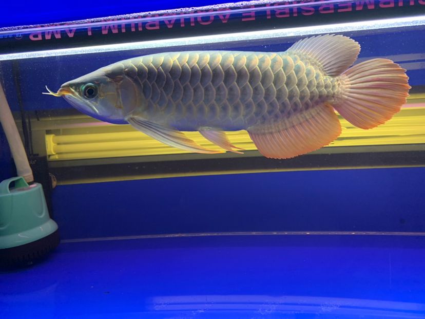 汕尾水族館2020重點培養對象
