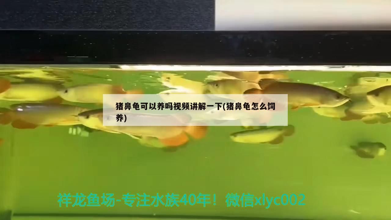 豬鼻龜可以養嗎視頻講解一下(豬鼻龜怎么飼養)