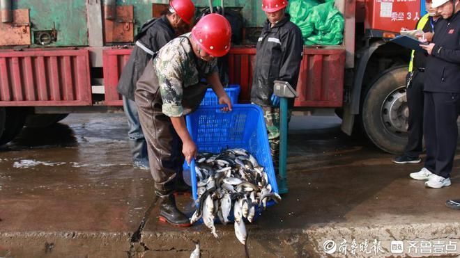 羅漢魚為何不建議養(yǎng)，揭秘背后的五大原因，羅漢魚不建議養(yǎng)的五大原因揭秘