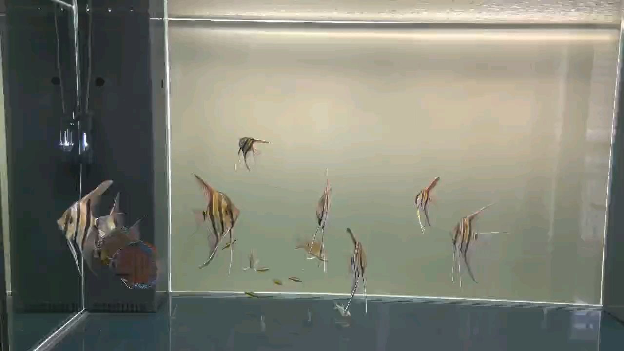 增加了兩個小朋友 增加了兩個小朋友 龍魚論壇