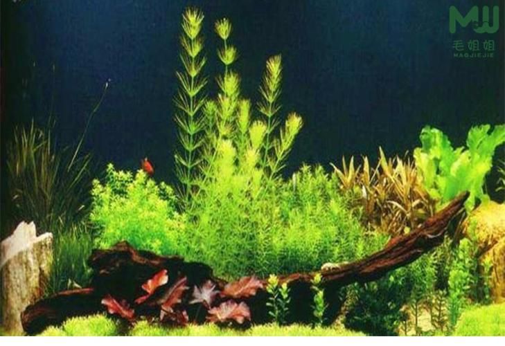 陸龍魚為何要盡量少吃？揭秘背后的健康隱患與生態(tài)影響，陸龍魚為何要少吃？健康隱患與生態(tài)影響深度解析