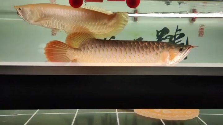 側(cè)燈側(cè)燈