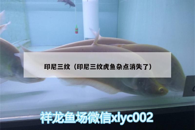印尼三紋（印尼三紋虎魚雜點消失了） 印尼三紋（印尼三紋虎魚雜點消失了） 虎魚百科
